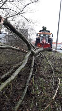 Baum arbeiten2